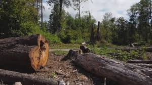 Best Stump Grinding and Removal  in Agua Dulce, CA