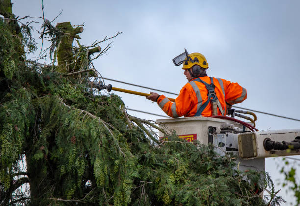 Reliable Agua Dulce, CA Tree Care Solutions